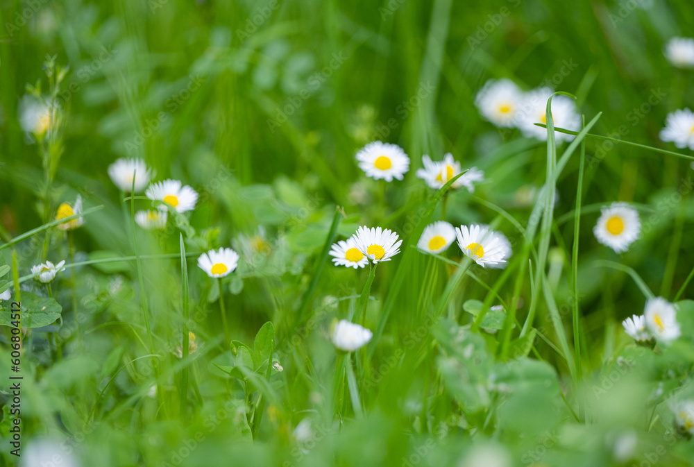 Sticker summer flowers in the meadow