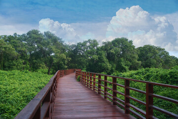 Fototapeta na wymiar The bridge is a wooden bridge, a walkway for viewing nature.