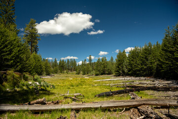 Fototapeta na wymiar Dry Lake Bed Filled With Downed Trees In The Backcountry of Hetch Hetchy In Yosemite