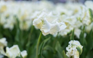 flowers of beautiful tulips growing in a flower bed