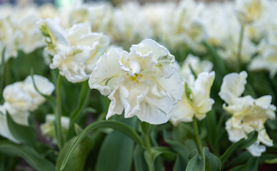 Obraz premium flowers of beautiful tulips growing in a flower bed