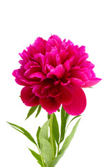 red peony flower isolated