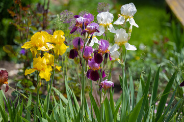 iris flower growing