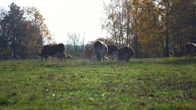 Stado kr&oacute;w pasących sie na pastwisku
