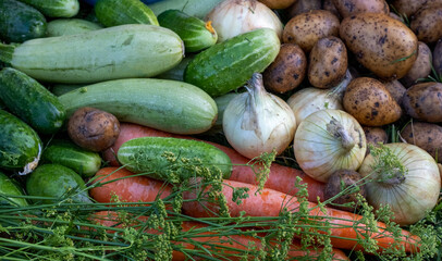 Organic vegetables on green grass on the farm. Growing organic products. Harvesting. Farming concept. Fresh crops, tomatoes harvest, carrot, potato, cucumbers, outdoors