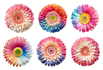 Assorted rainbow color gerbera daisy flower heads on transparent PNG background. Generative AI.	

