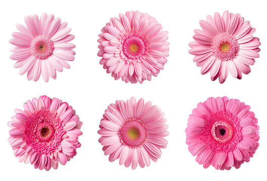 Assorted pink gerbera daisy flower heads on transparent PNG background. Generative AI.	
