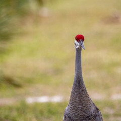 sandhill crane