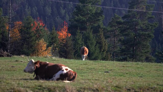 Krowy na pastwisku w górach