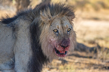 Lion with bloody face