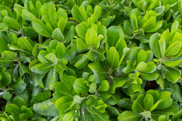 Fototapeta premium Lush Tropical Green Plant