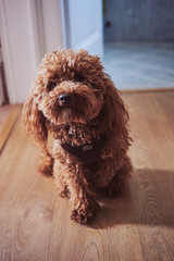 
one year old brown toy poodle