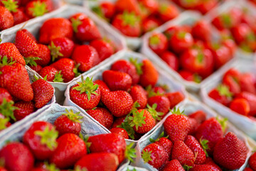 freshly harvested strawberries in boxes