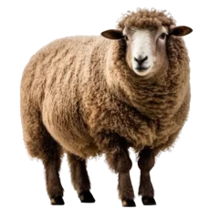 Foto op Canvas brown sheep isolated on white © Tidarat