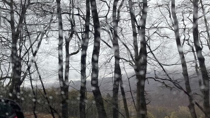 trees in the rain