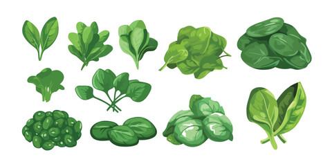 Set spinach leaves green plant flat design cartoon style vector illustration.