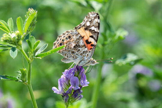 Close-up of a painted lady butterfly on alfalfa. 