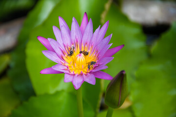 Bees are collecting nectar of a purple water lilly flower.