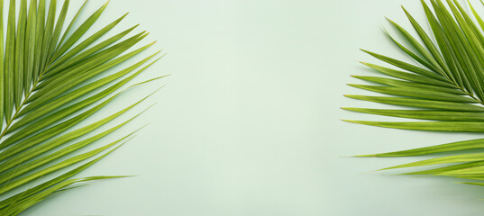 image of palm tree leaf. Tropical and nature banner background