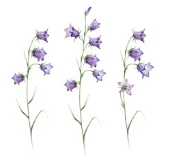 Close-up of blue spreading bellflower flowers. Campanula patula, little bell, bluebell, rapunzel, harebell. Watercolor hand painting illustration on isolate white background.