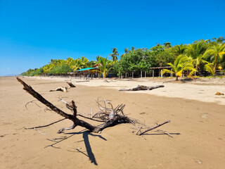 Panama, Las Lajas, tree trunks stranded on the beach