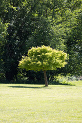 plants growing near walking trails near me