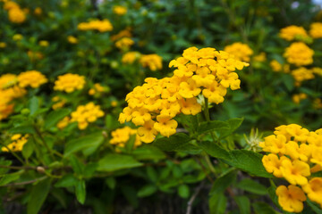 Lantana camara plants that have lots of yellow flowers grow behind a wooden fence