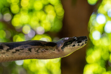 Boa Constrictor in Lokobe Reserve, Madagascar