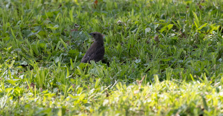 Black bird sitting in my side yard looking for worms