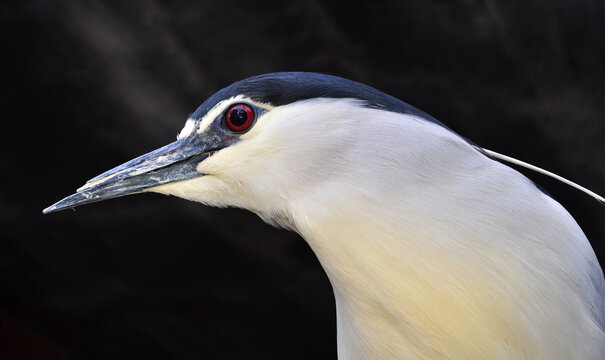 Black-crowned night heron (Nycticorax nycticorax) portrait