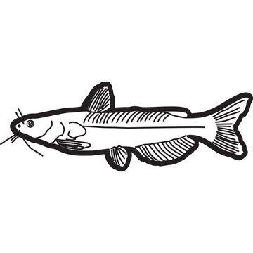 recommend clip art: Catfish Sketch