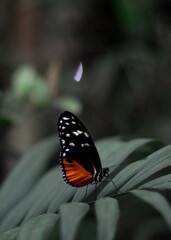 butterfly on a leaf