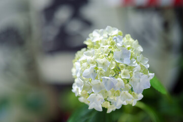 白い紫陽花