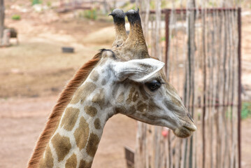 Close-up of the head of a giraffe (pha giraffe) with a green bush in the background. cute wildlife concept zoo