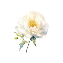 Fototapeta na wymiar Watercolor white Peony, summer floral blossom, Generative AI, png image.
