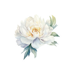 Watercolor white Peony, summer floral blossom, Generative AI, png image.