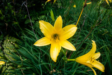 Fototapeta na wymiar The lemon daylily, Hemerocallis lilioasphodelus, is a hardy perennial with lemon-yellow petals and sweet fragrance. Perfect for adding color to gardens