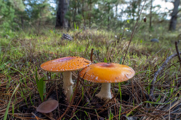 Close up of fly agaric mushrooms near Cambria, California.