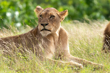 Fototapeta na wymiar Lion, lionne, Panthera leo, Parc national du Kruger, Afrique du Sud