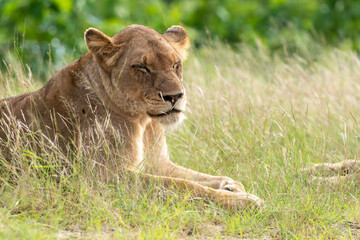 Fototapeta na wymiar Lion, lionne, panthera leo, Parc national du Kruger, Afrique du Sud