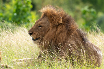 Lion, Panthera leo, Parc national du Kruger, Afrique du Sud