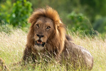 Lion, Panthera leo, Parc national du Kruger, Afrique du Sud