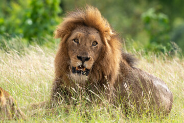 Fototapeta na wymiar Lion, Panthera leo, Parc national du Kruger, Afrique du Sud