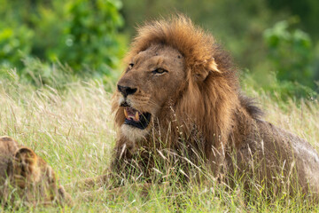 Plakat Lion, Panthera leo, Parc national du Kruger, Afrique du Sud