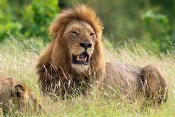 Lion, Panthera leo, Parc national du Kruger, Afrique du Sud