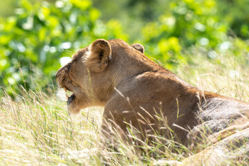 Lion, lionne, panthera leo, Parc national du Kruger, Afrique du Sud
