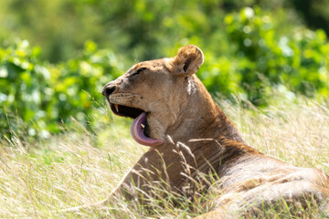 Lion, lionne, panthera leo, Parc national du Kruger, Afrique du Sud