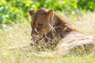 Lion, lionne, panthera leo, Parc national du Kruger, Afrique du Sud