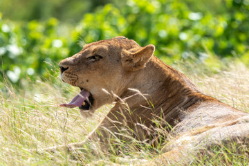 Lion, lionne, panthera leo, Parc national du Kruger, Afrique du Sud