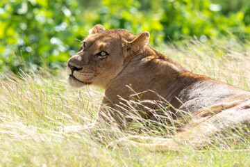 Lion, lionne, panthera leo, Parc national du Kruger, Afrique du Sud